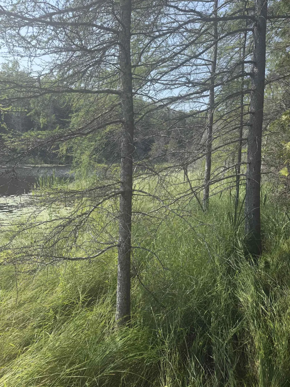 Lore Road Torch Lake Township, MI 49622