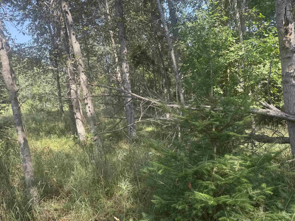 Lore Road Torch Lake Township, MI 49622
