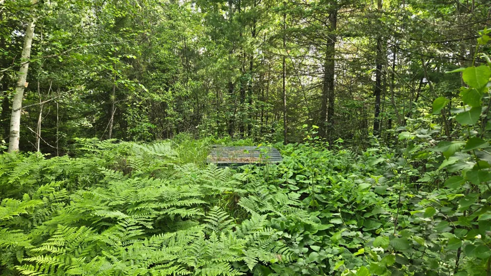 668 East Bay Crane Lake, MN 55725