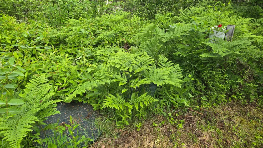 668 East Bay Crane Lake, MN 55725
