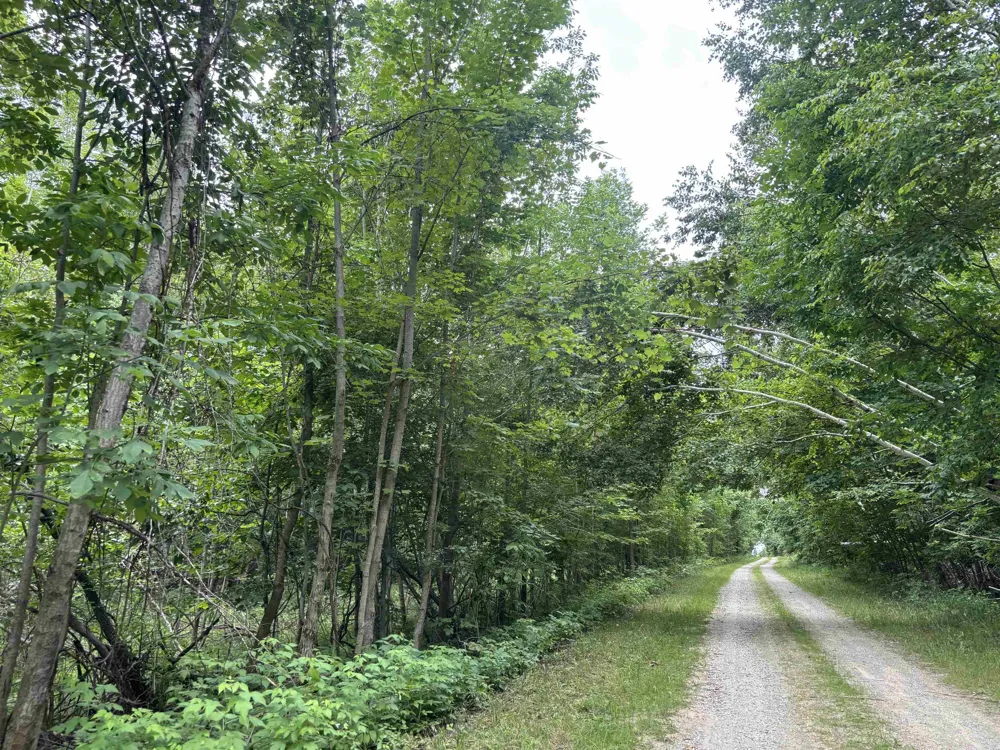 Antrim Dells Road Banks Township, MI 49729