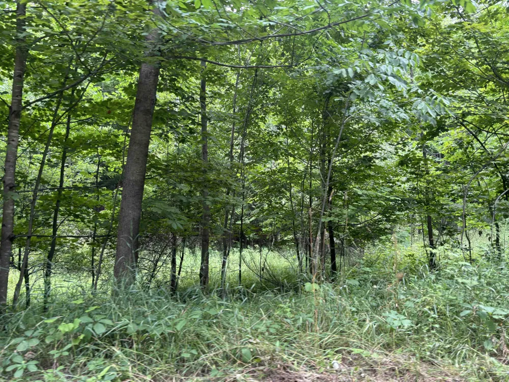 Antrim Dells Road Banks Township, MI 49729
