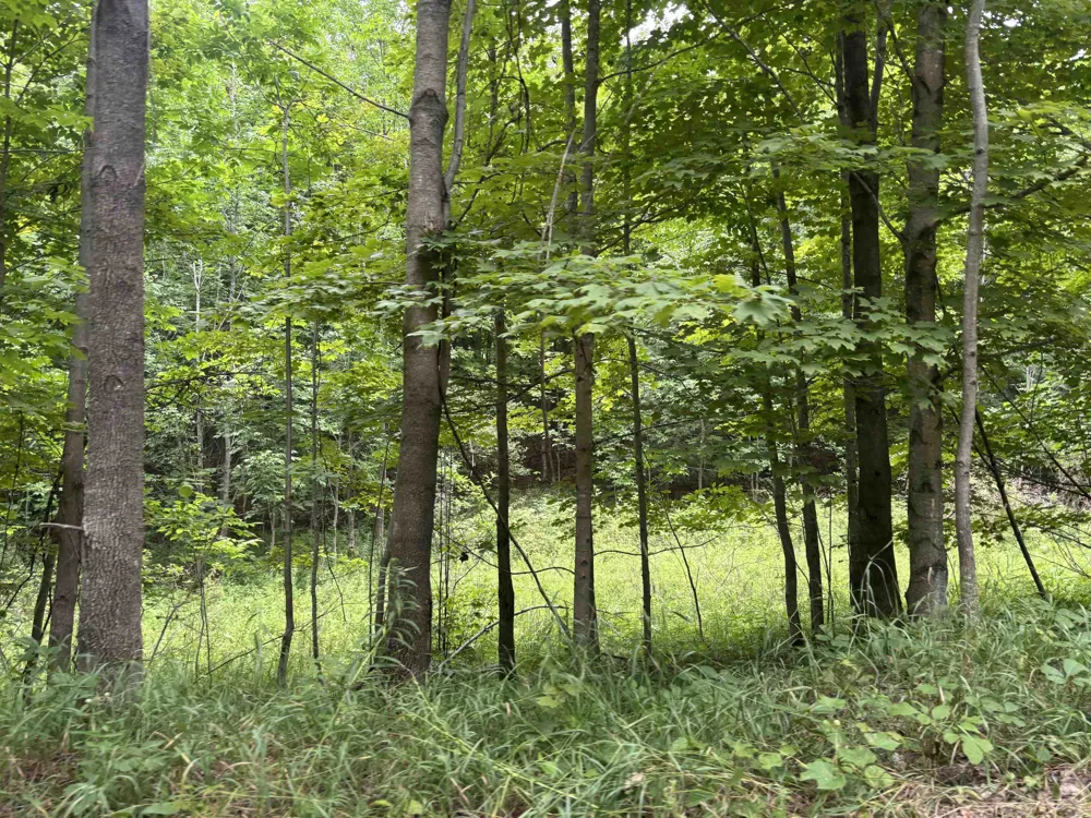Antrim Dells Road Banks Township, MI 49729