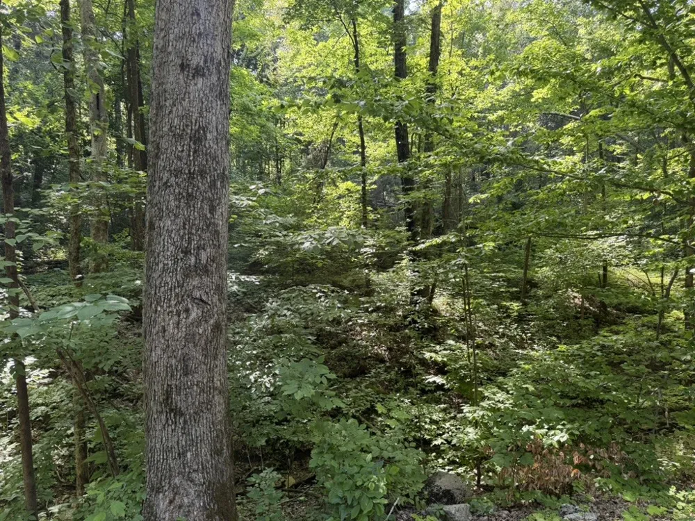 0 Roy Thompson Mount Pleasant, TN 38474