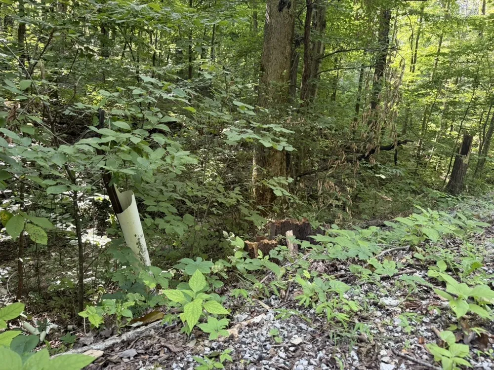 0 Roy Thompson Mount Pleasant, TN 38474