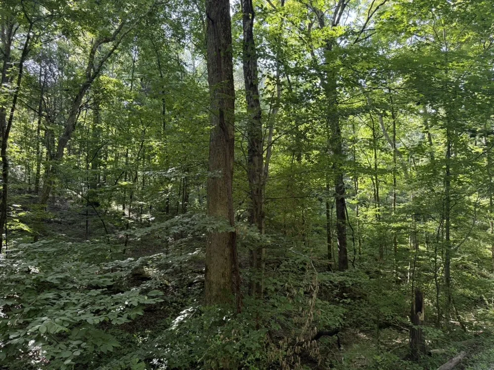 0 Roy Thompson Mount Pleasant, TN 38474