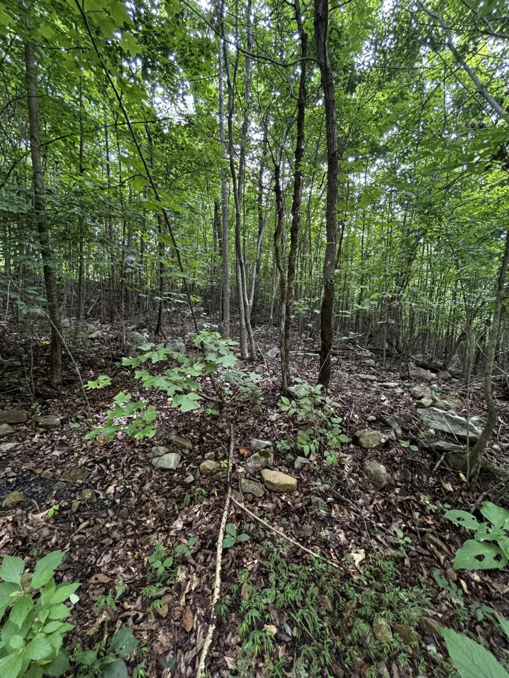 Orme Mountain Road South Pittsburg, TN 37380