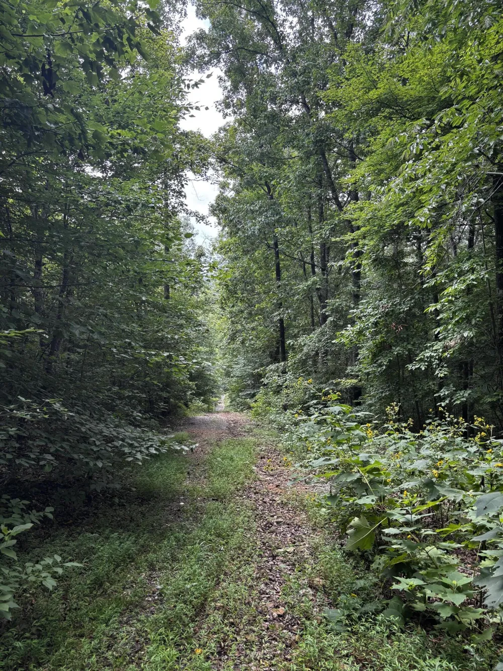 Orme Mountain Road South Pittsburg, TN 37380