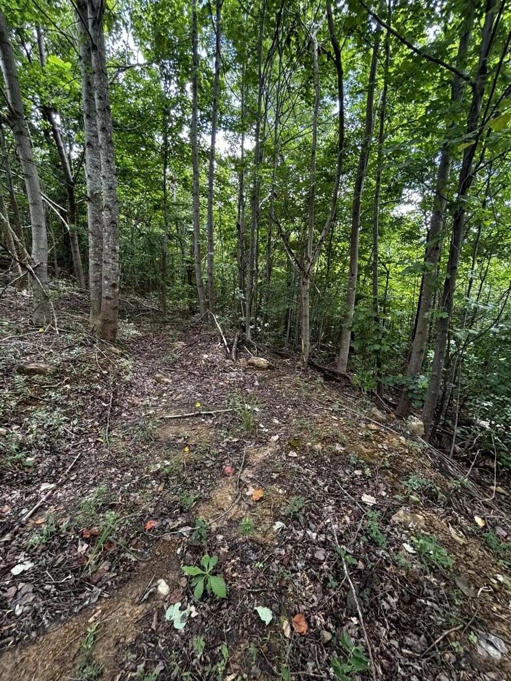 Orme Mountain Road South Pittsburg, TN 37380