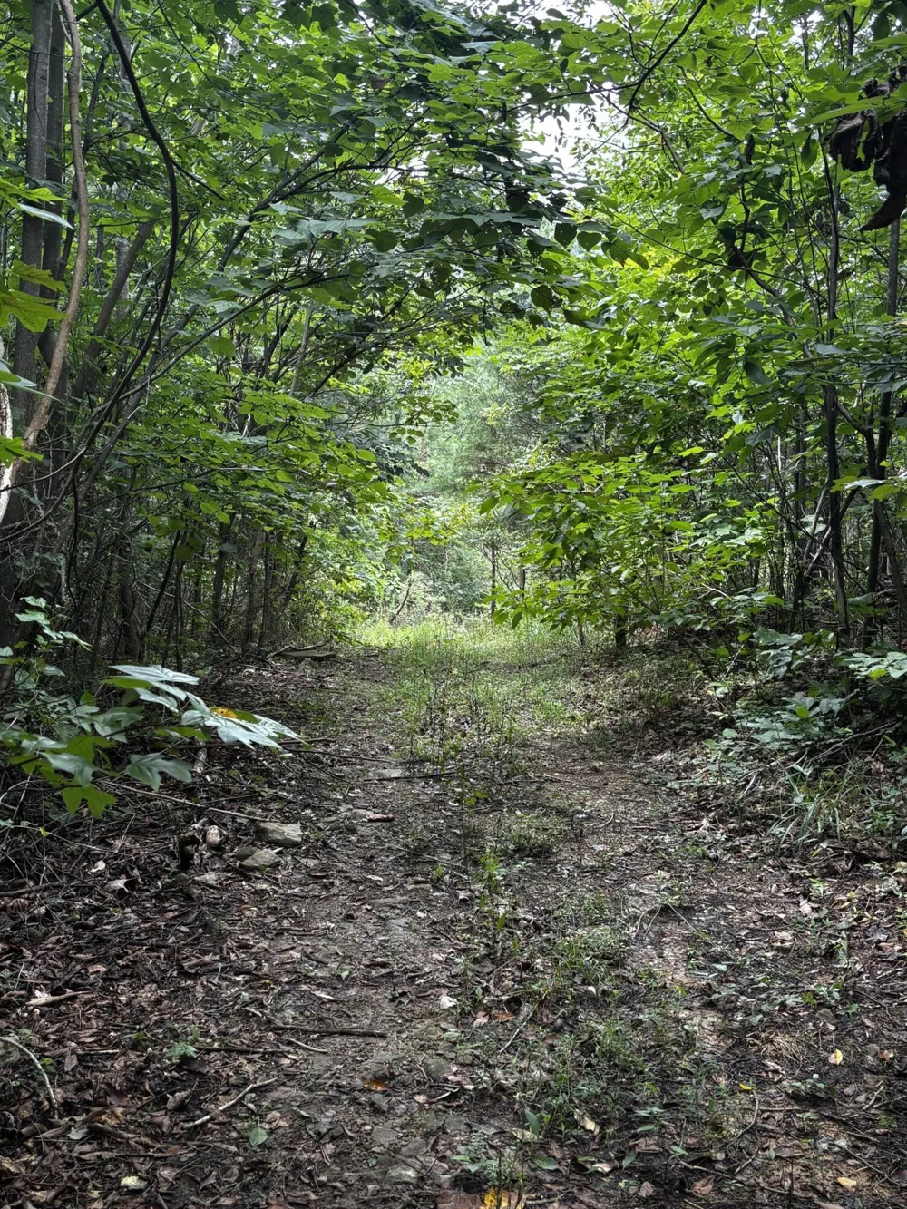 Orme Mountain Road South Pittsburg, TN 37380