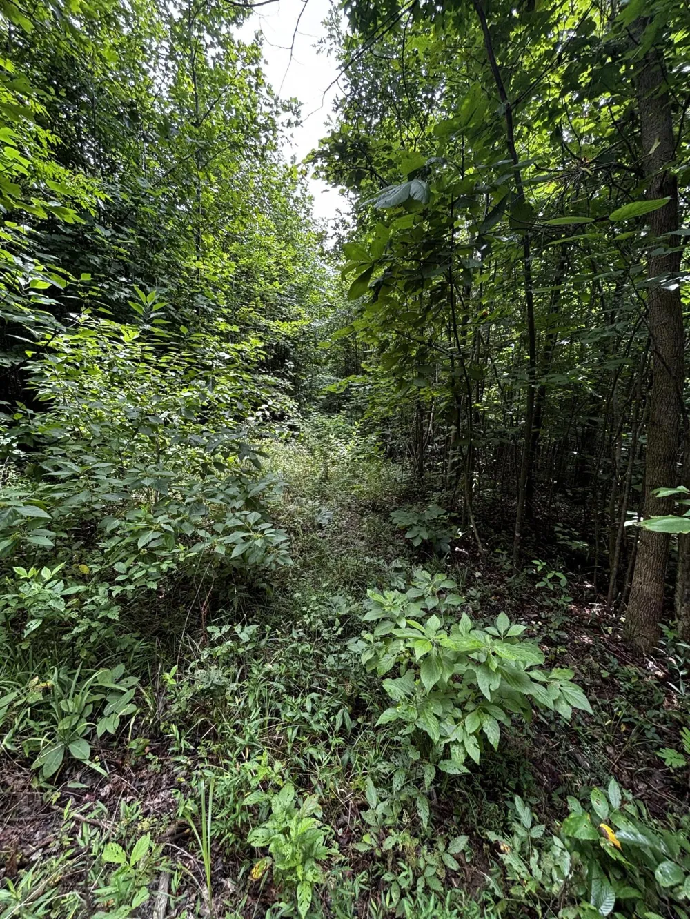 Orme Mountain Road South Pittsburg, TN 37380