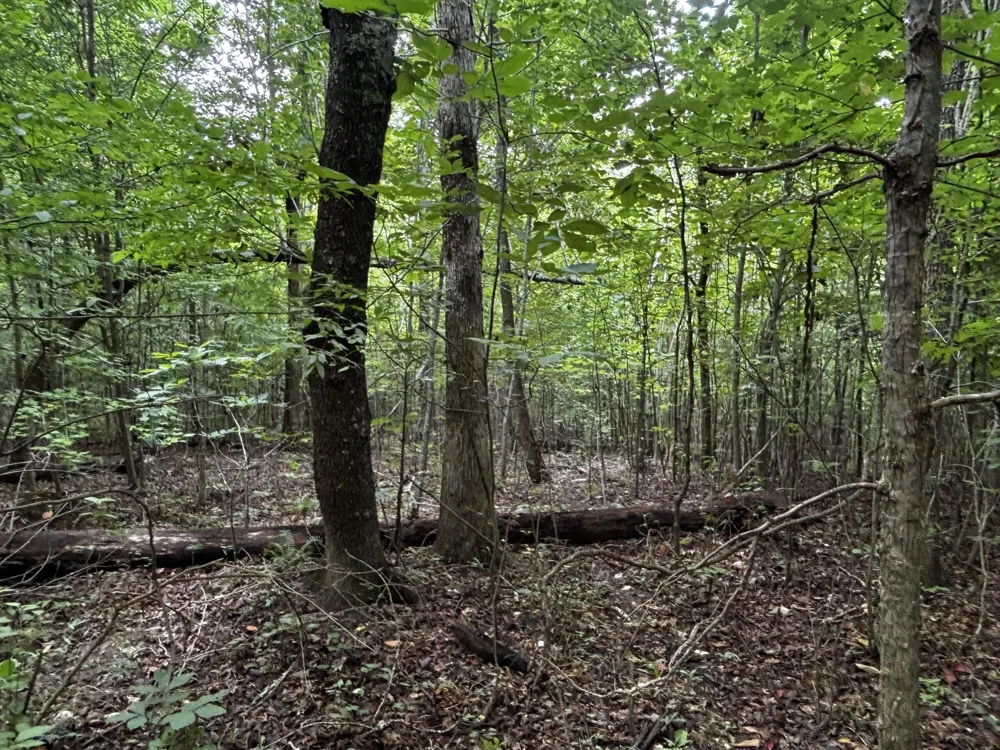Orme Mountain Road South Pittsburg, TN 37380