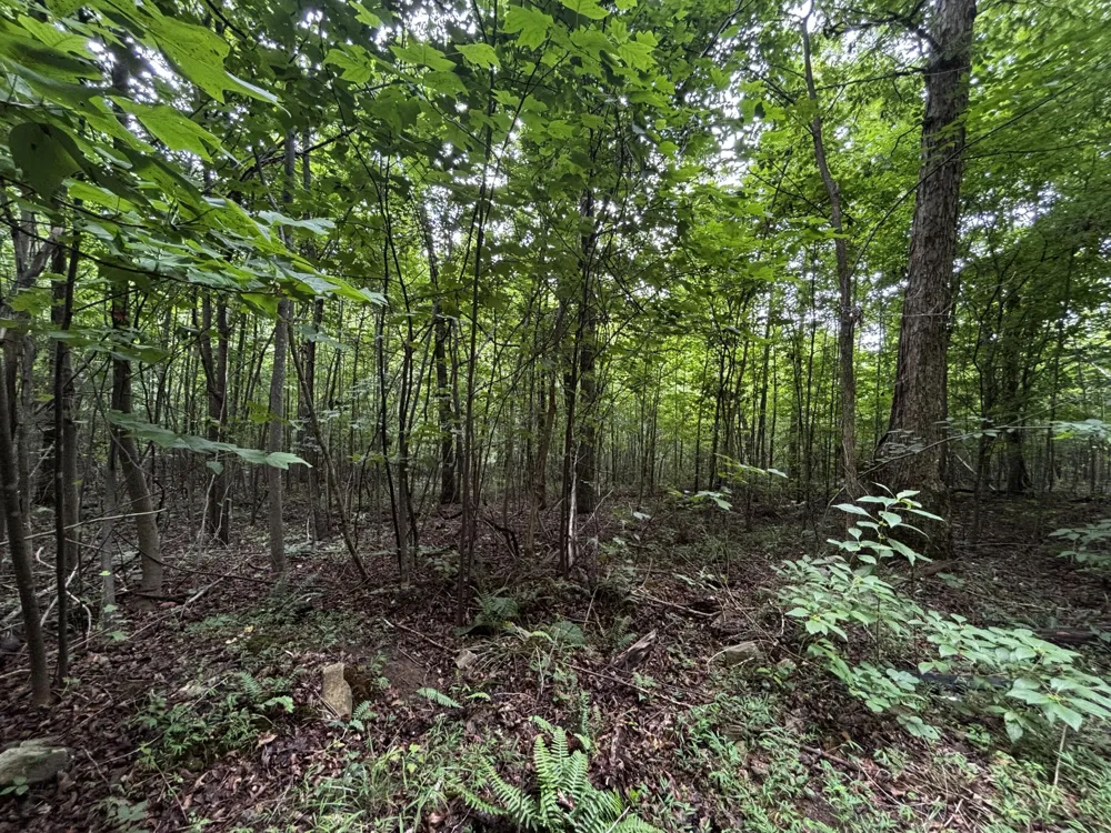 Orme Mountain Road South Pittsburg, TN 37380