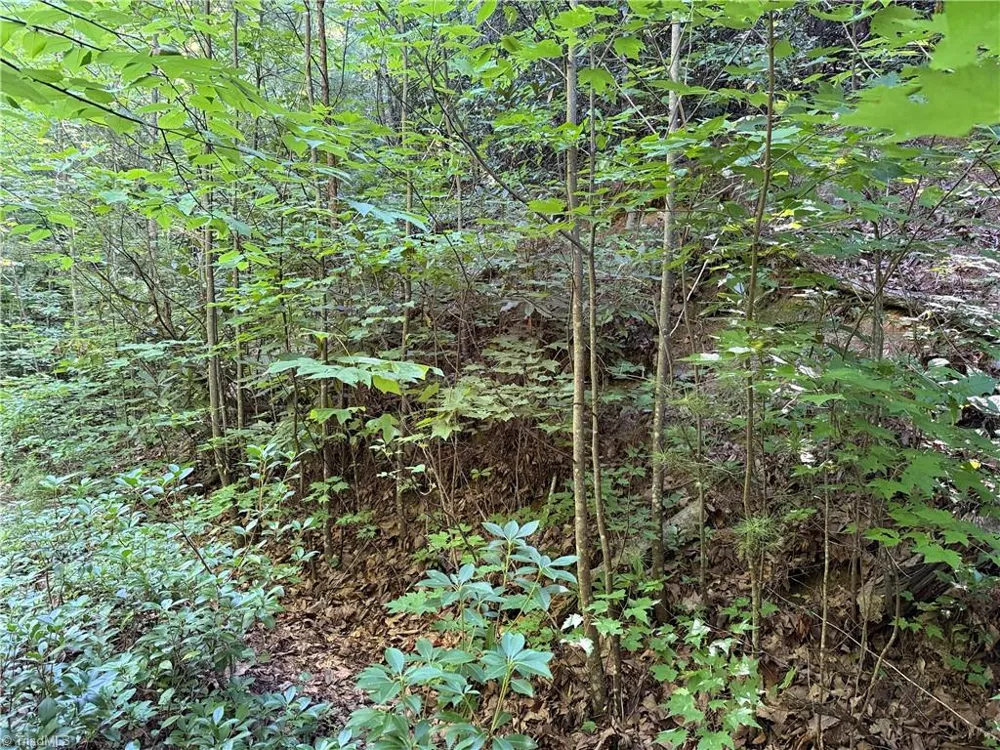 Lot 222 Casey Mountain Road Purlear, NC 28665