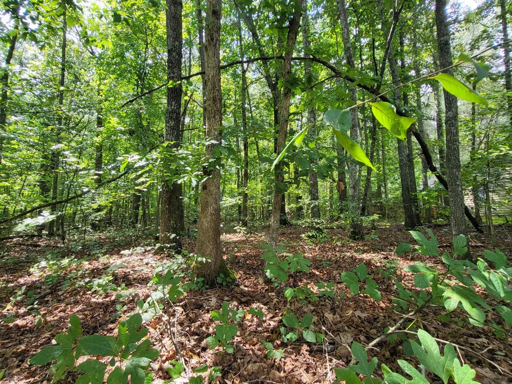 0 Carr Branch Lane Bethpage, TN 37022