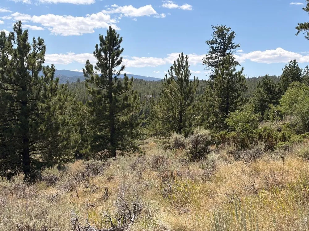 6920 Ottawa Way Red Feather Lakes, CO 80545