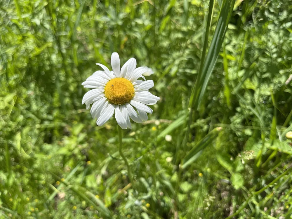 Rolling Ridge Lane Banks Township, MI 49729