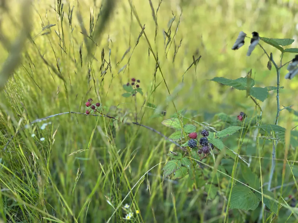 Rolling Ridge Lane Banks Township, MI 49729