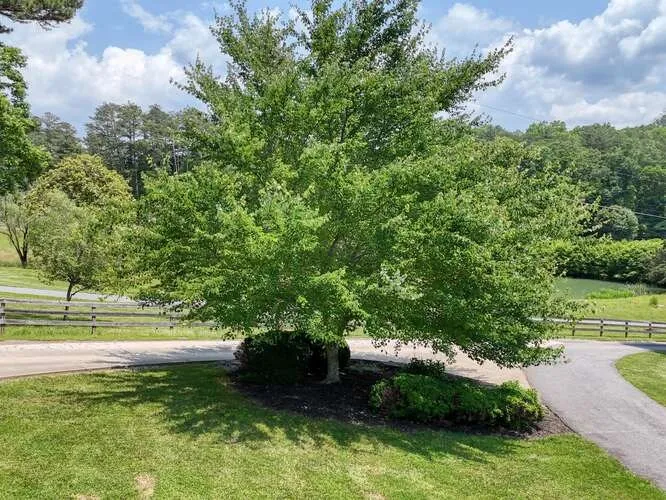 115 Dawsons Lane Murphy, NC 28906