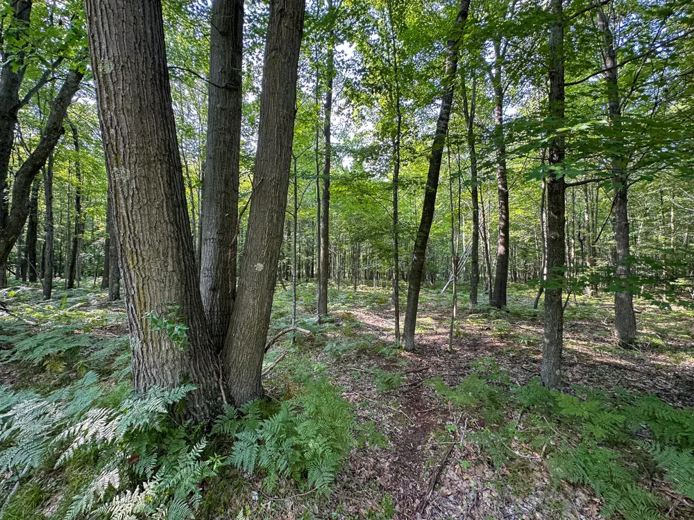 10013 E Beal City Road Mount Pleasant, MI 48858