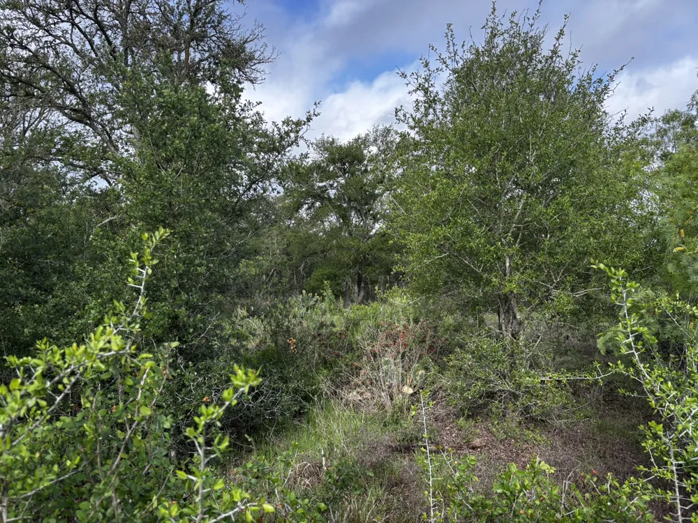 805 County Road 467 Thrall, TX 76578