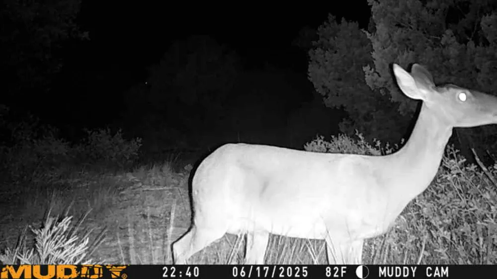 County Road 635 Rocksprings, TX 78880