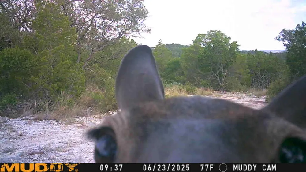 County Road 635 Rocksprings, TX 78880