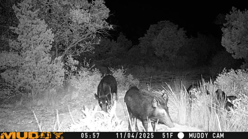 County Road 635 Rocksprings, TX 78880
