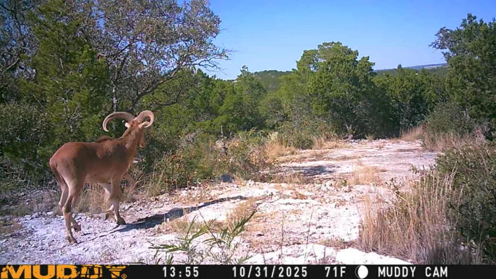 County Road 635 Rocksprings, TX 78880