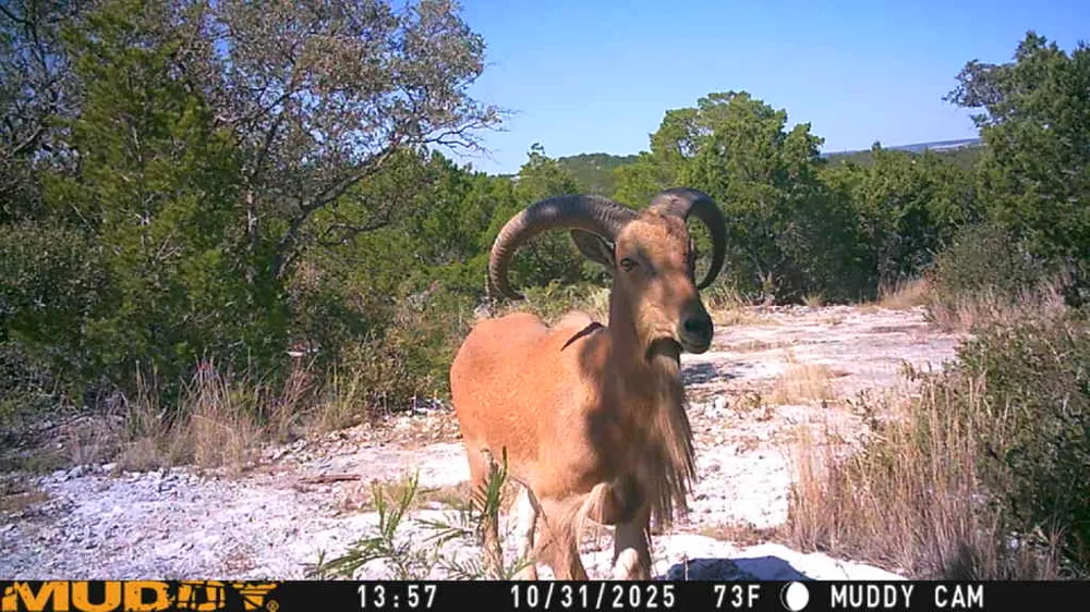 County Road 635 Rocksprings, TX 78880