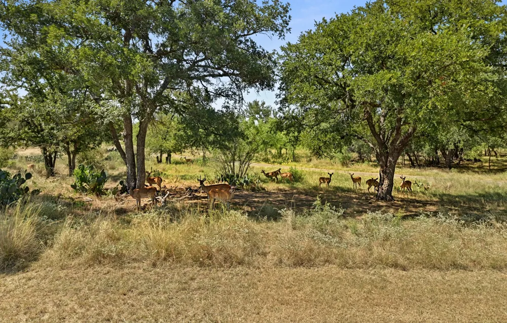 135 E Hickory Drive Granite Shoals, TX 78654