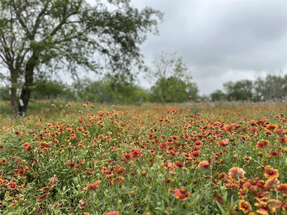 379 Vintners Way Fredericksburg, TX 78624