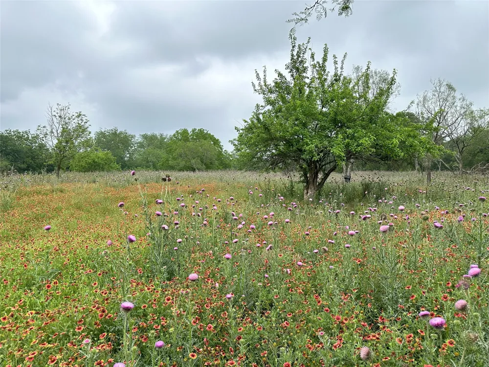 379 Vintners Way Fredericksburg, TX 78624