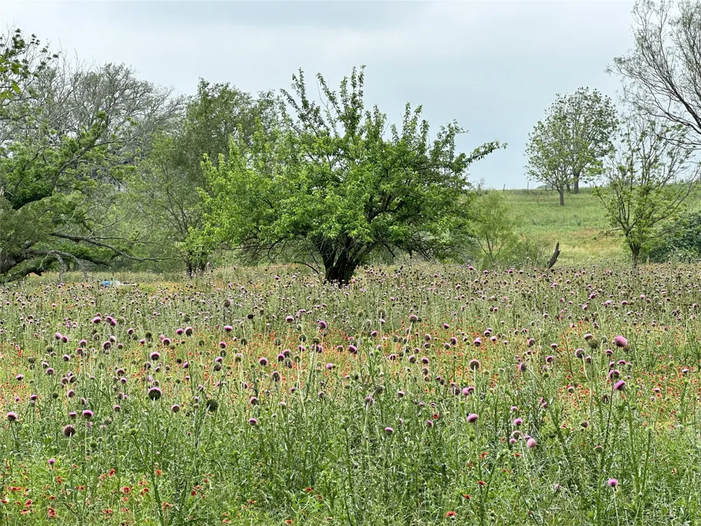 379 Vintners Way Fredericksburg, TX 78624