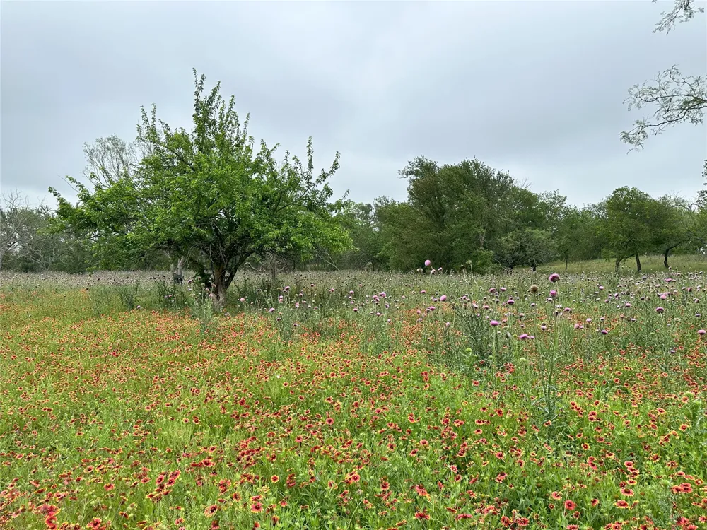 379 Vintners Way Fredericksburg, TX 78624