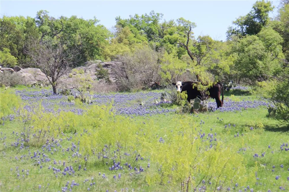 2655 Welgehausen Road Fredericksburg, TX 78624