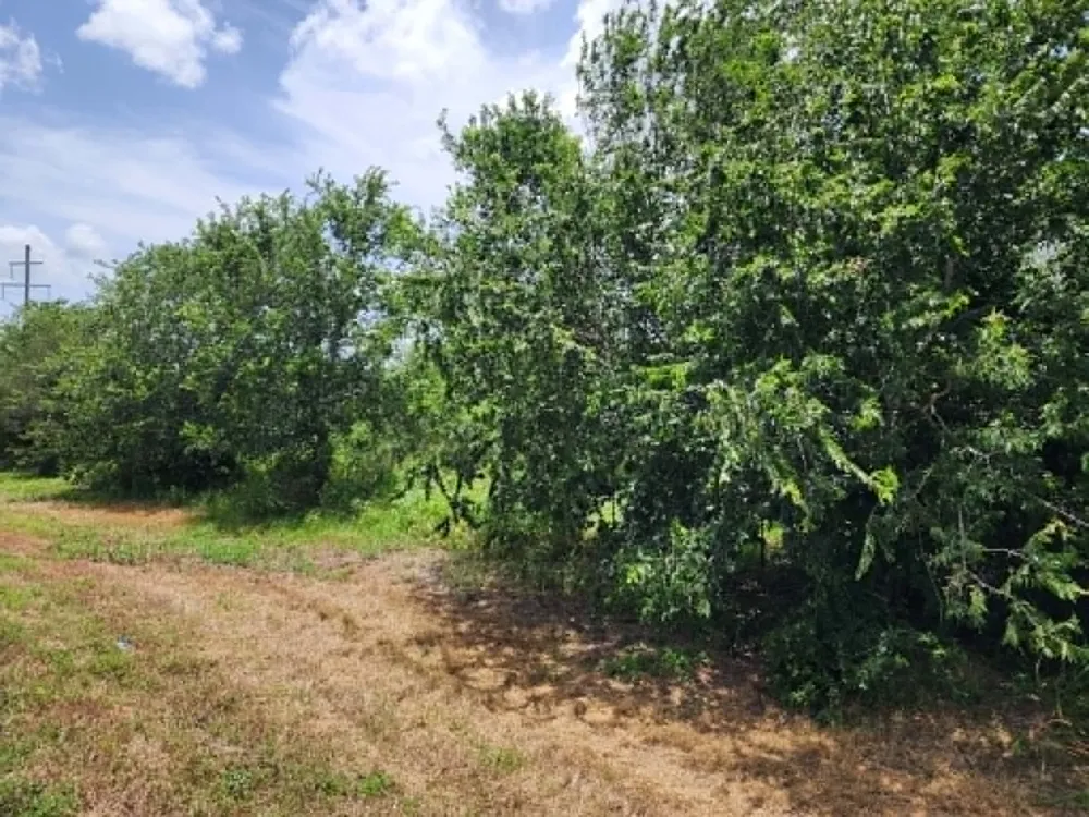 Fm 466 Street Cost, TX 78614