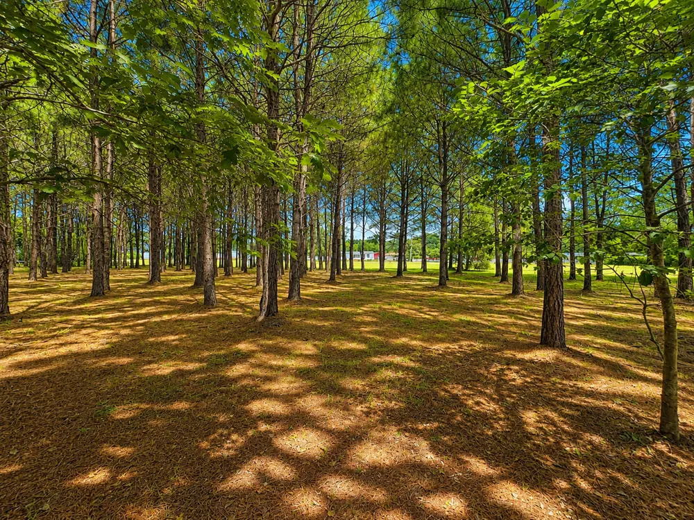 28 Bunn Road Kenly, NC 27542