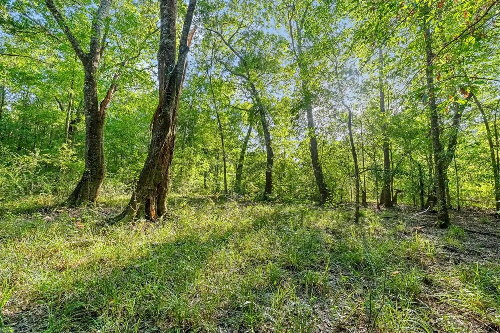 12626 Highway 105 Cleveland, TX 77327