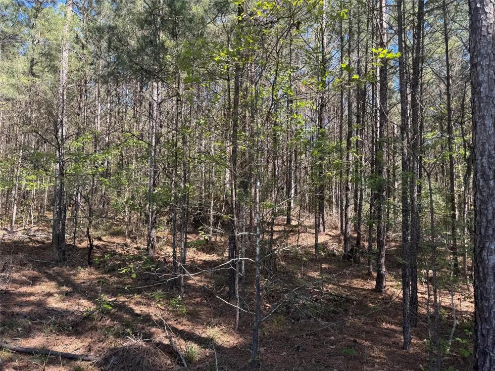 107 Hwy 156 Coldspring, TX 77331