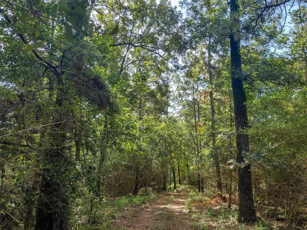 230 Private Road 8305 Woodville, TX 75979