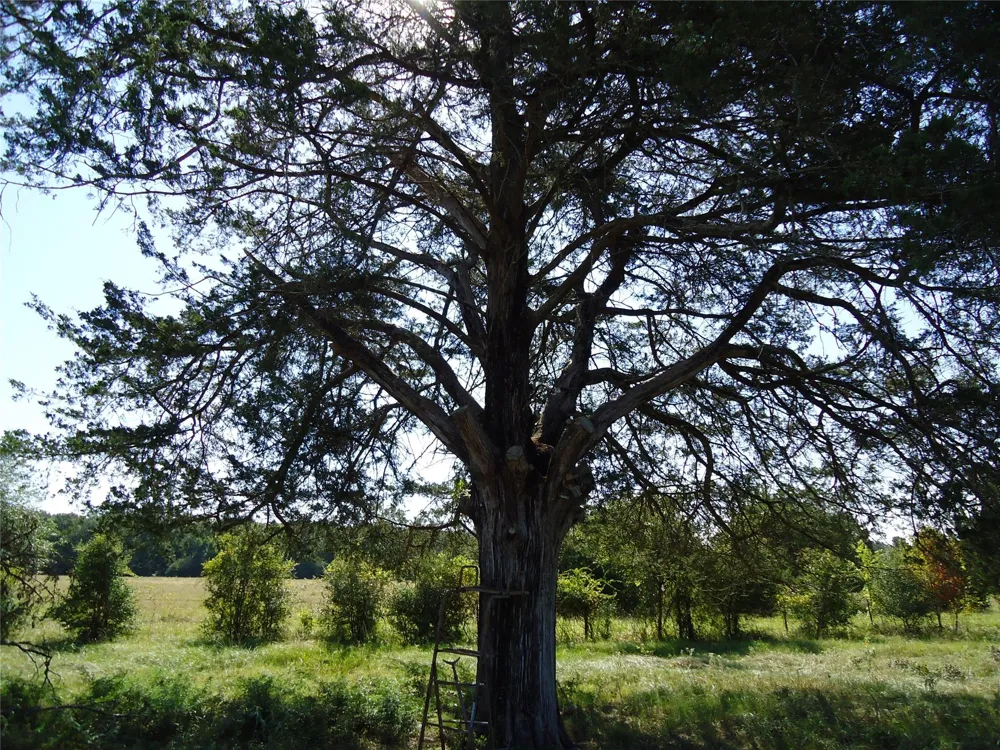 788 Fm-2781 Groveton, TX 75845
