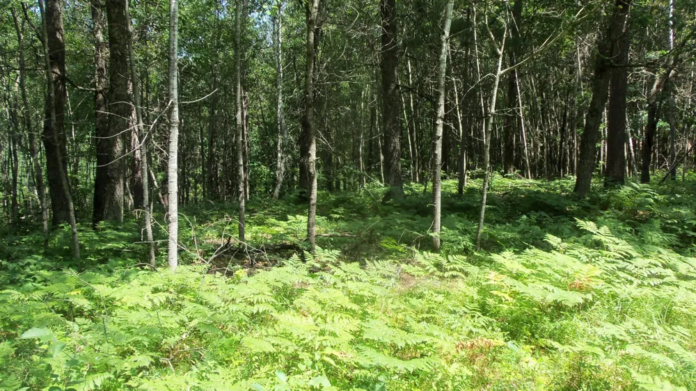 Lot 1 Brch Tree Trl Spooner, WI 54801