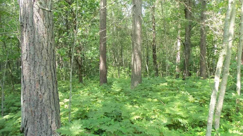 Lot 1 Brch Tree Trl Spooner, WI 54801