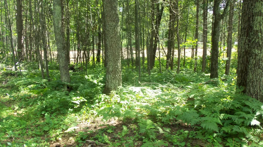 Lot 1 Brch Tree Trl Spooner, WI 54801