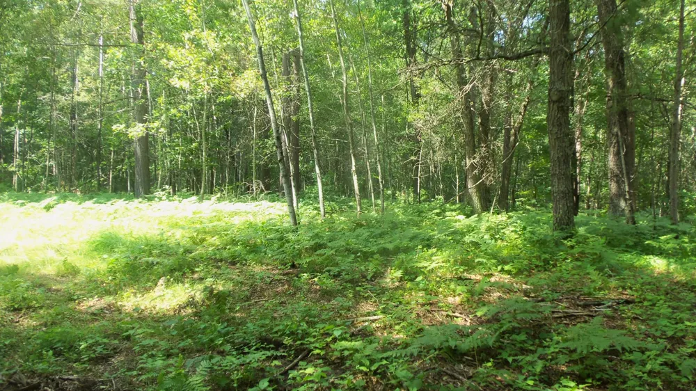 Lot 1 Brch Tree Trl Spooner, WI 54801