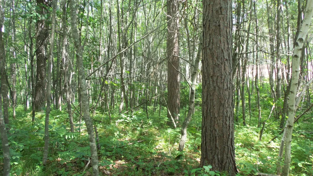 Lot 1 Brch Tree Trl Spooner, WI 54801