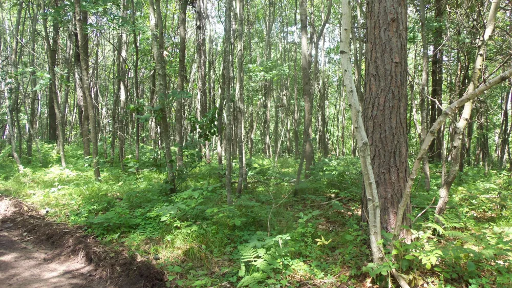 Lot 1 Brch Tree Trl Spooner, WI 54801