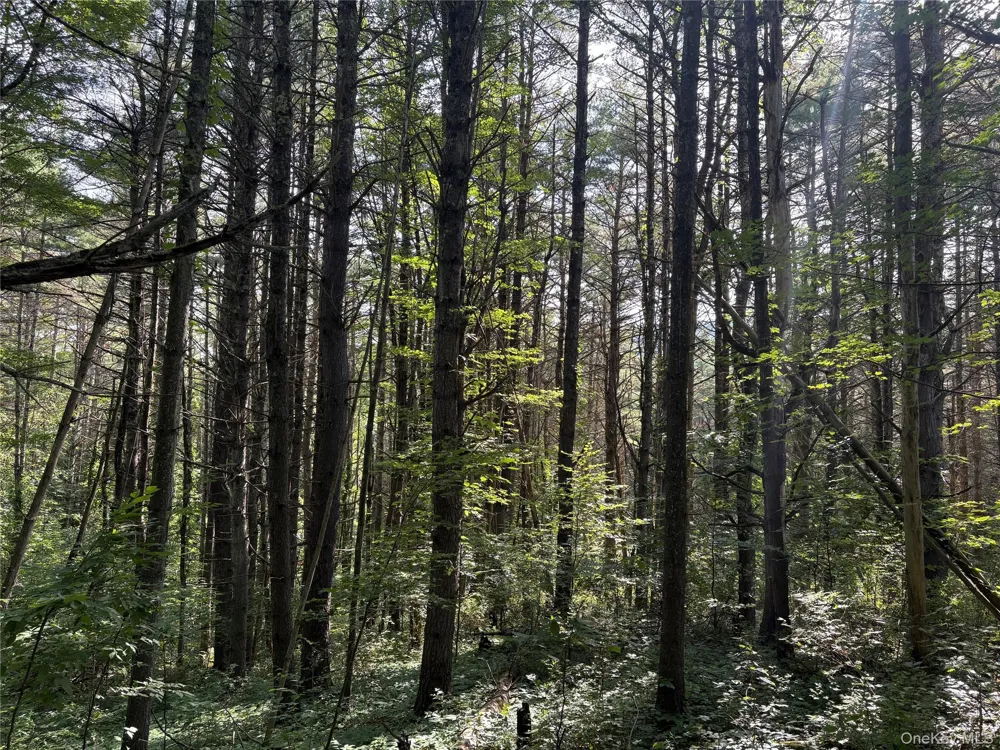 Crescent Road Gilboa, NY 12076