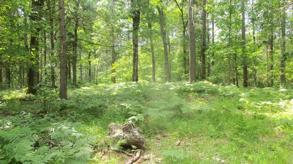Lot 2 Birch Tree Trl Spooner, WI 54801